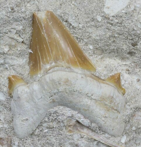 Otodus Shark Tooth Fossil In Rock - Eocene #60206